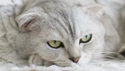 九游体验-王者荣耀KPL联盟发布赛场安全保障措施，kpl赛场规则